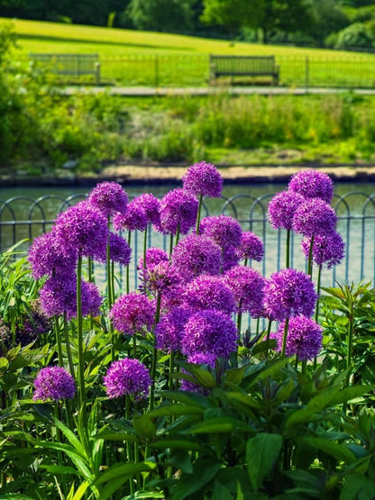 Allium 'Globemaster' – Der majestätische Riesenlauch