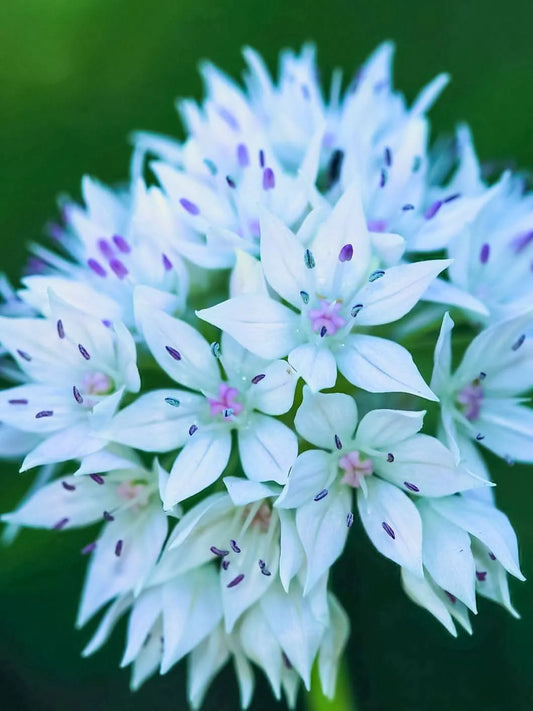 Allium 'Graceful Beauty' – Eleganter Weißglanz