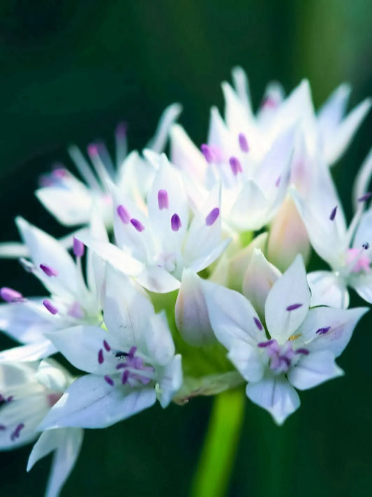 Allium 'Graceful Beauty' – Eleganter Weißglanz