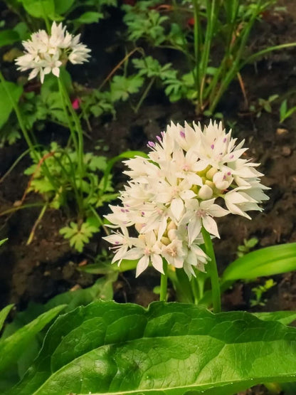 Allium 'Graceful Beauty' – Eleganter Weißglanz