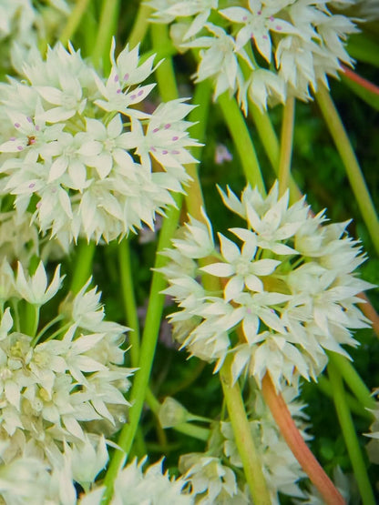 Allium 'Graceful Beauty' – Eleganter Weißglanz