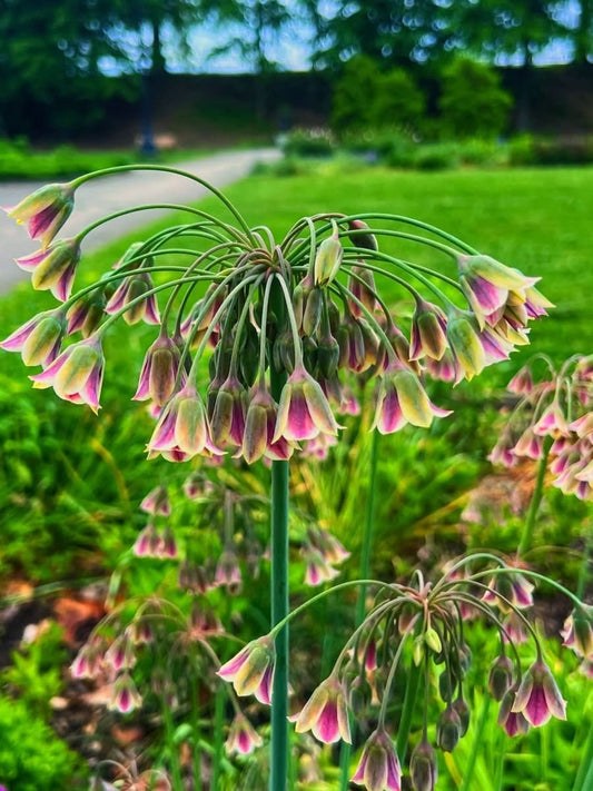 Allium Nectaroscordum Siculum – Sizilianischer Honigknoblauch