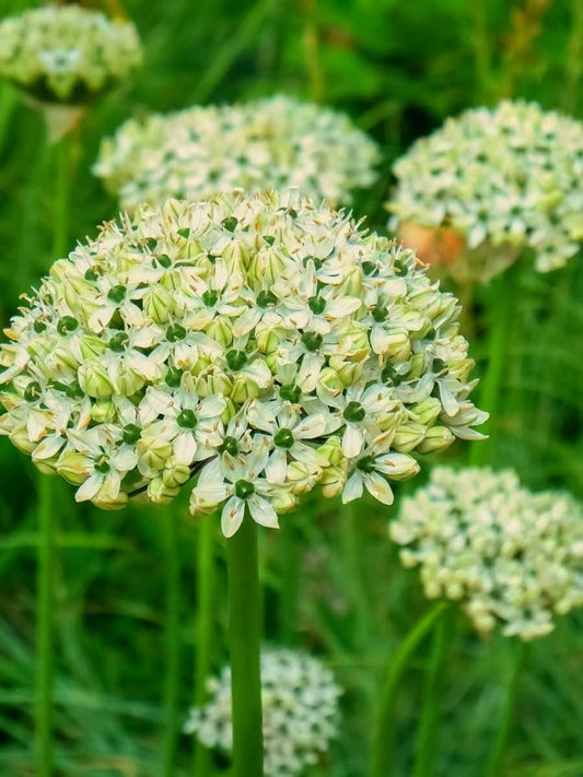 Allium nigrum – Der elegante Schwarze Lauch