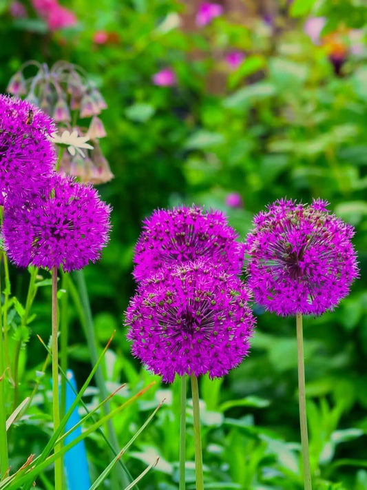 Allium 'Purple Sensation' – Tiefe violettrote Prachtkugel