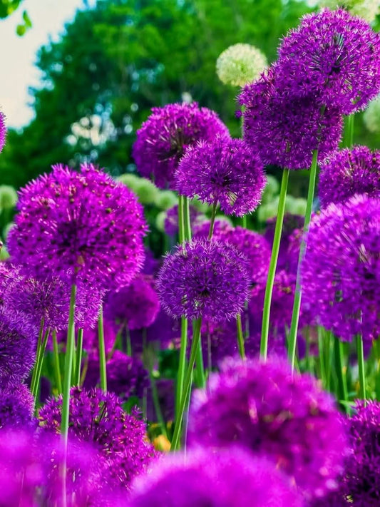 Allium 'Purple Sensation' – Tiefe violettrote Prachtkugel