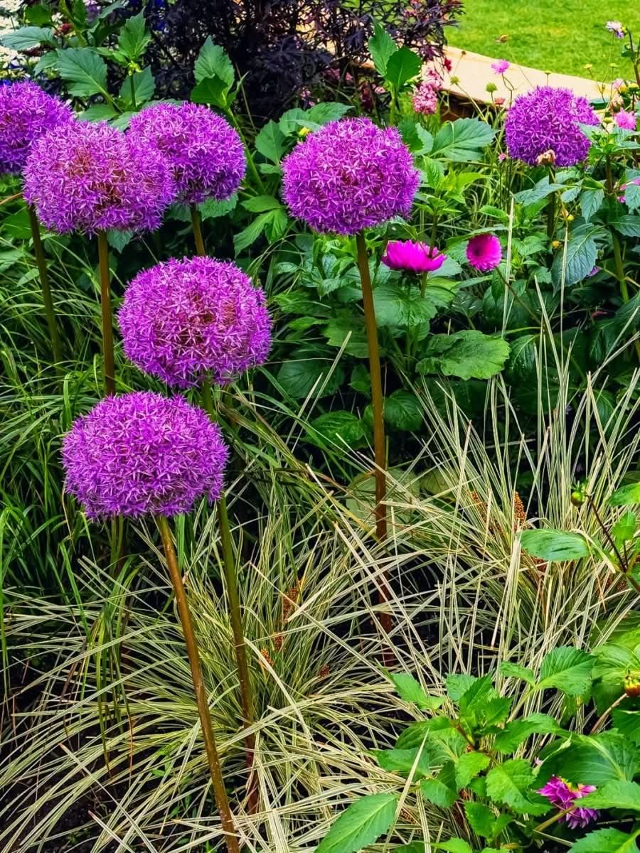 Allium 'Purple Sensation' – Tiefe violettrote Prachtkugel
