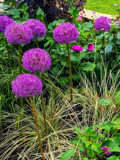 Allium 'Purple Sensation' – Tiefe violettrote Prachtkugel