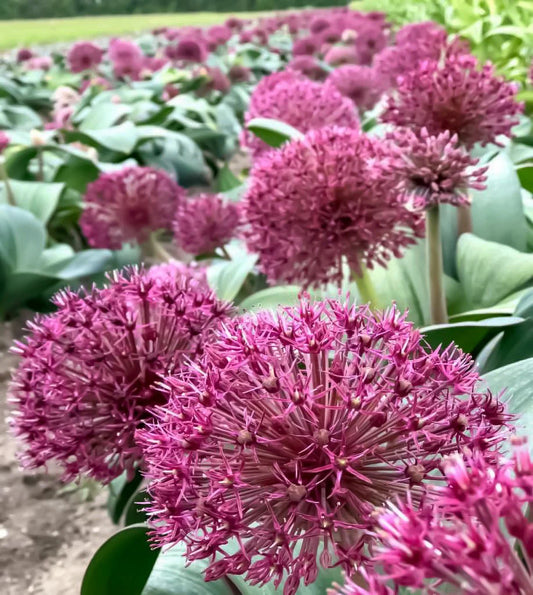 Allium 'Red Giant Star' – Riesenstern-Lauch