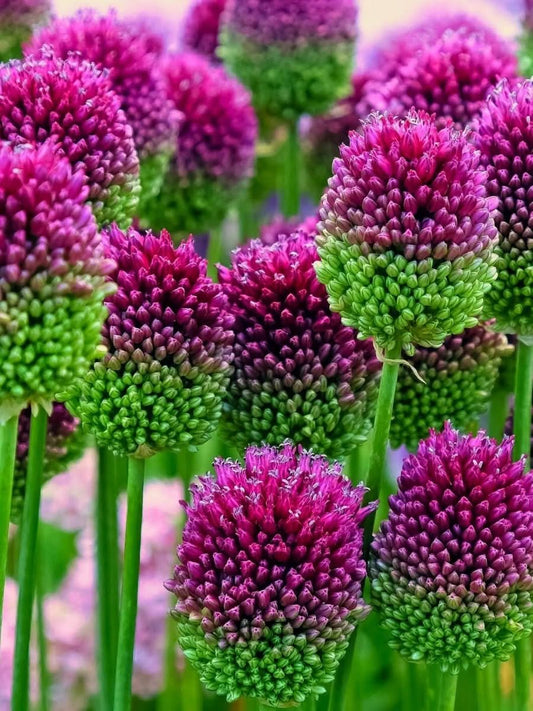 Allium sphaerocephalon – Trommelstock-Lauch