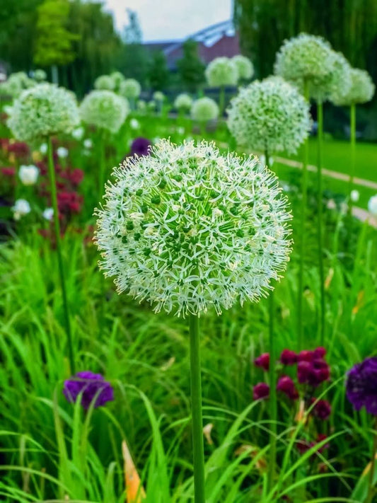 Allium 'White Giant' – Der majestätische Weiße Riese