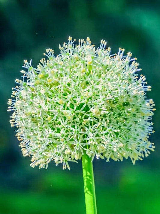 Allium 'White Giant' – Der majestätische Weiße Riese