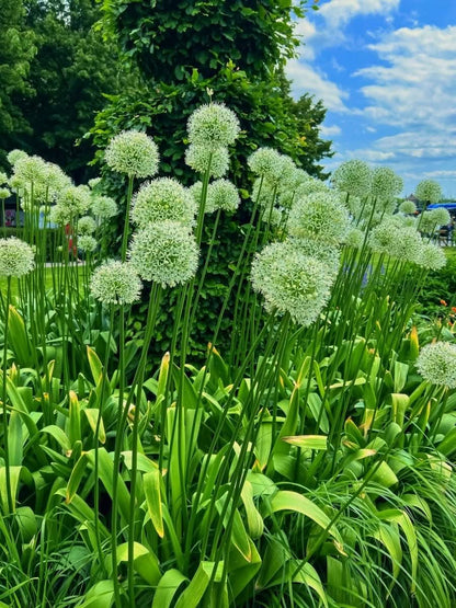 Allium 'White Giant' – Der majestätische Weiße Riese