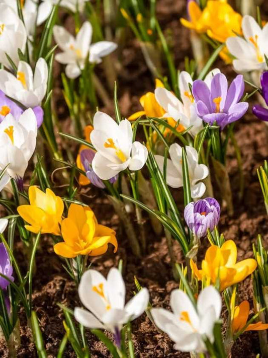 Crocus 'Mixed Colours' – Ein farbenfroher Frühlingszauber