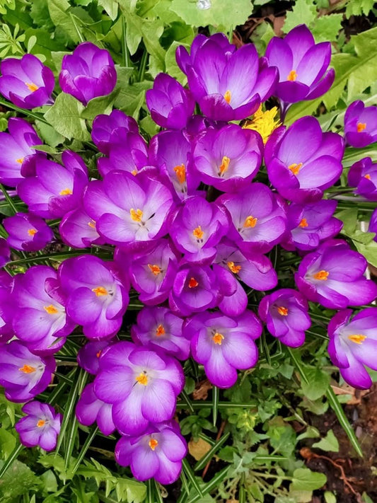 Crocus 'Ruby Giant' – Frühlingsfreude in Rubinviolett