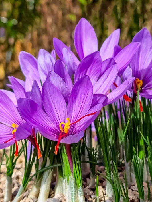 Crocus sativus – Safran-Krokus