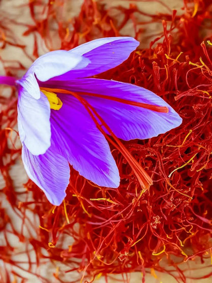 Crocus sativus – Safran-Krokus