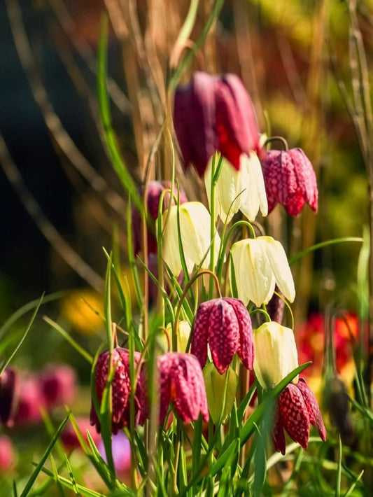 Fritillaria meleagris Mix – Die Schachbrettblume