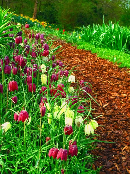 Fritillaria meleagris Mix – Die Schachbrettblume