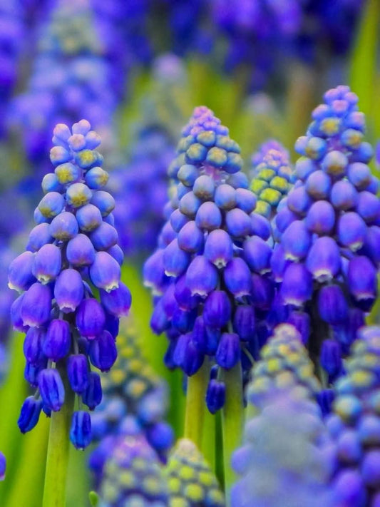Muscari 'Night Eyes' – Der geheimnisvolle Blaue Hyazinthe