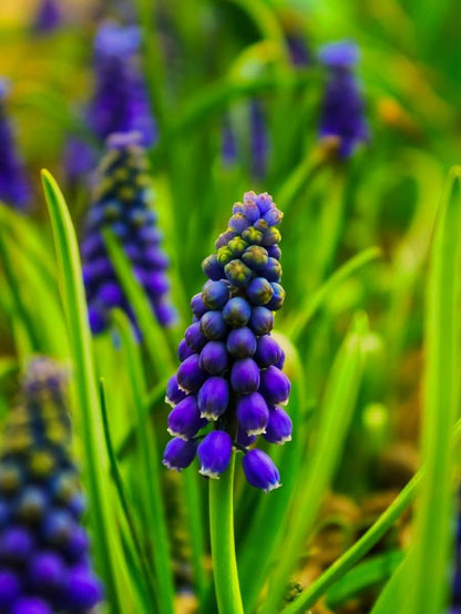 Muscari 'Night Eyes' – Der geheimnisvolle Blaue Hyazinthe