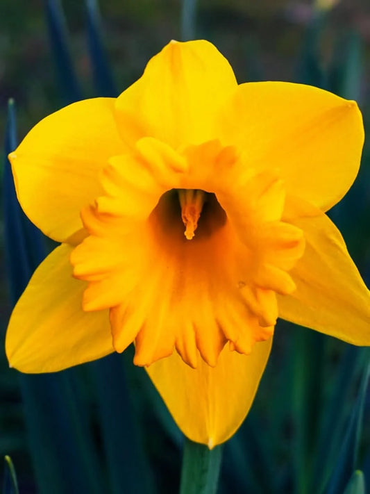 Narcissus 'Dutch Master' – Der Klassiker unter den Narzisse