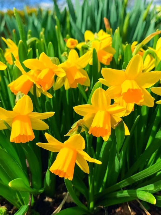 Narcissus 'Tête-à-Tête' – Der Mini-Narziss für leuchtende Frühlingsmomente
