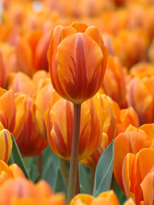 Tulpe 'Prinses Irene' – Die königliche Triumph-Tulpe