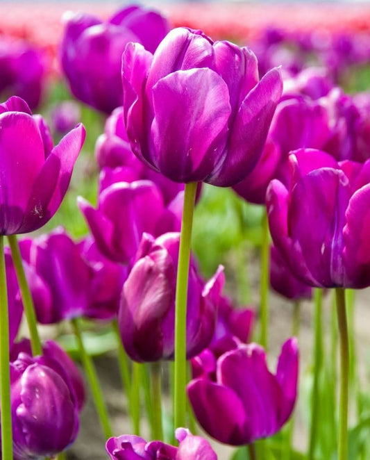 Tulpe 'Negrita' – Die edle Triumph-Tulpe