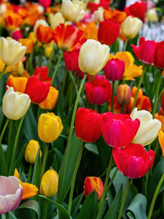Tulpe 'Triumph Mixed' – Ein Frühlingsfeuerwerk in deinem Garten
