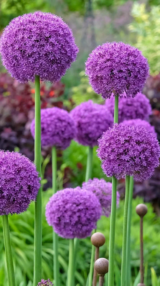 Allium giganteum – Riesen-Lauch